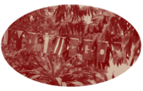 Icon representing global vision